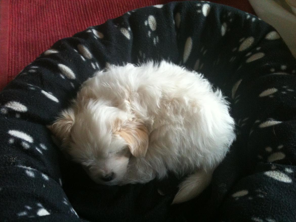 Blanding af racer Carla billede 11