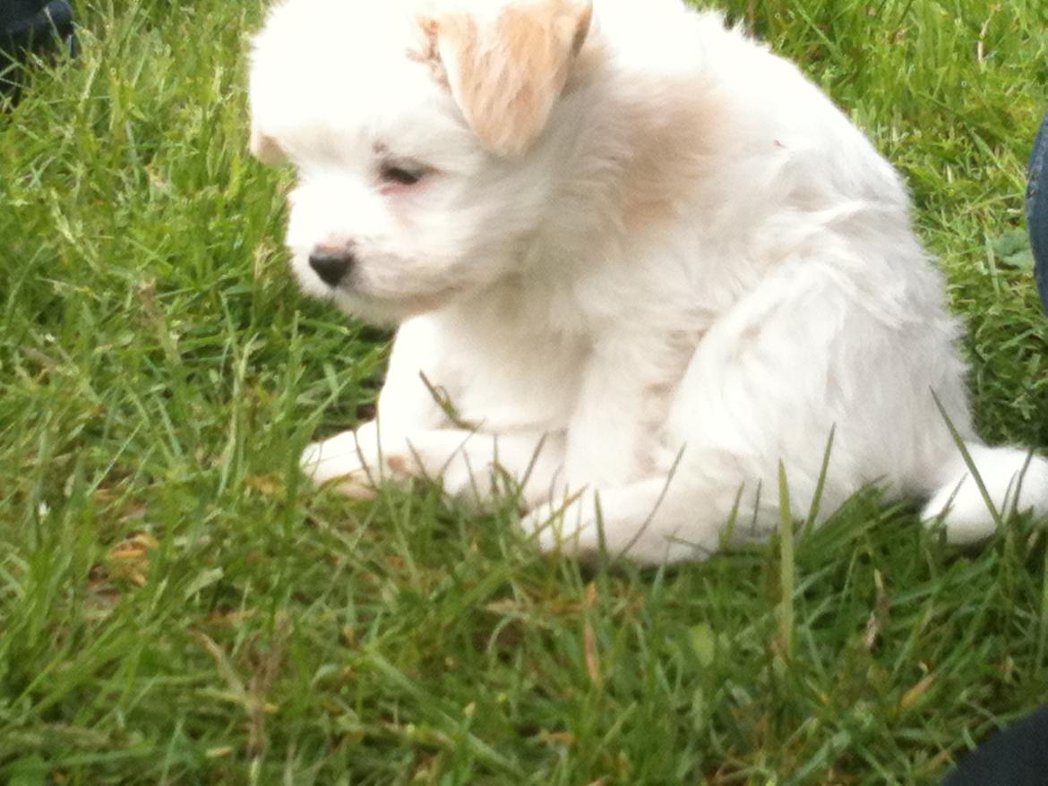 Blanding af racer Carla billede 12