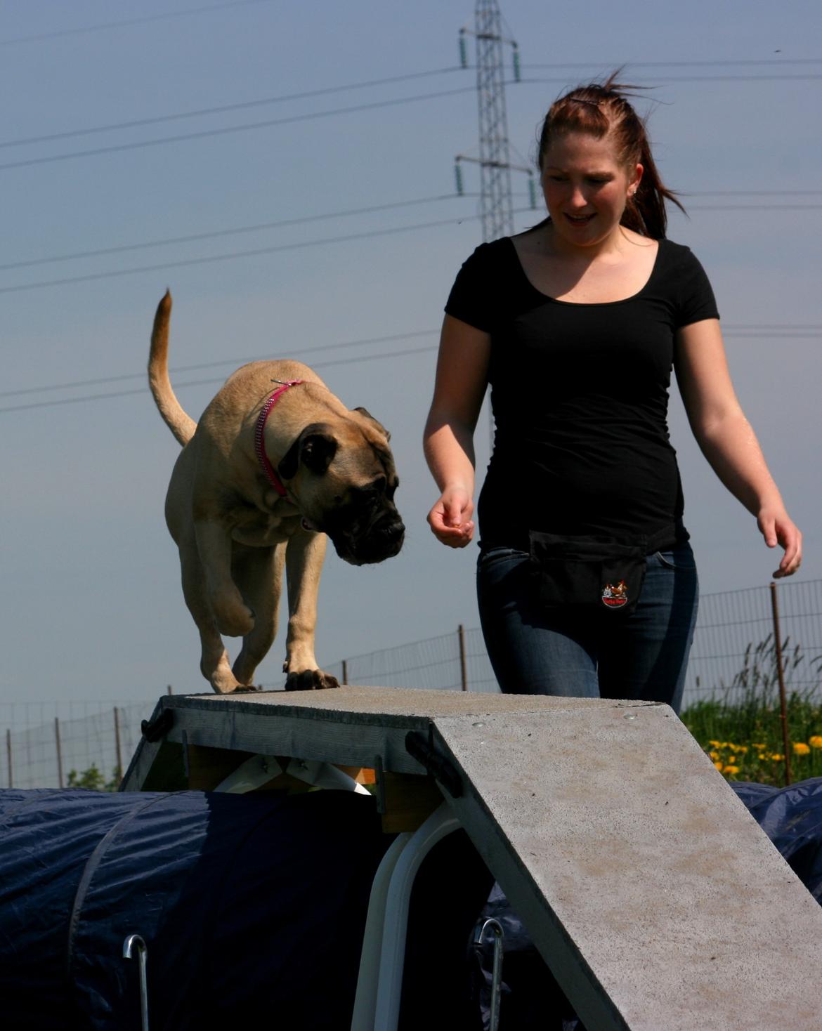 Bullmastiff Raya (Bullgrin's 'N Librrani No Mercy) - 7 mdr billede 6