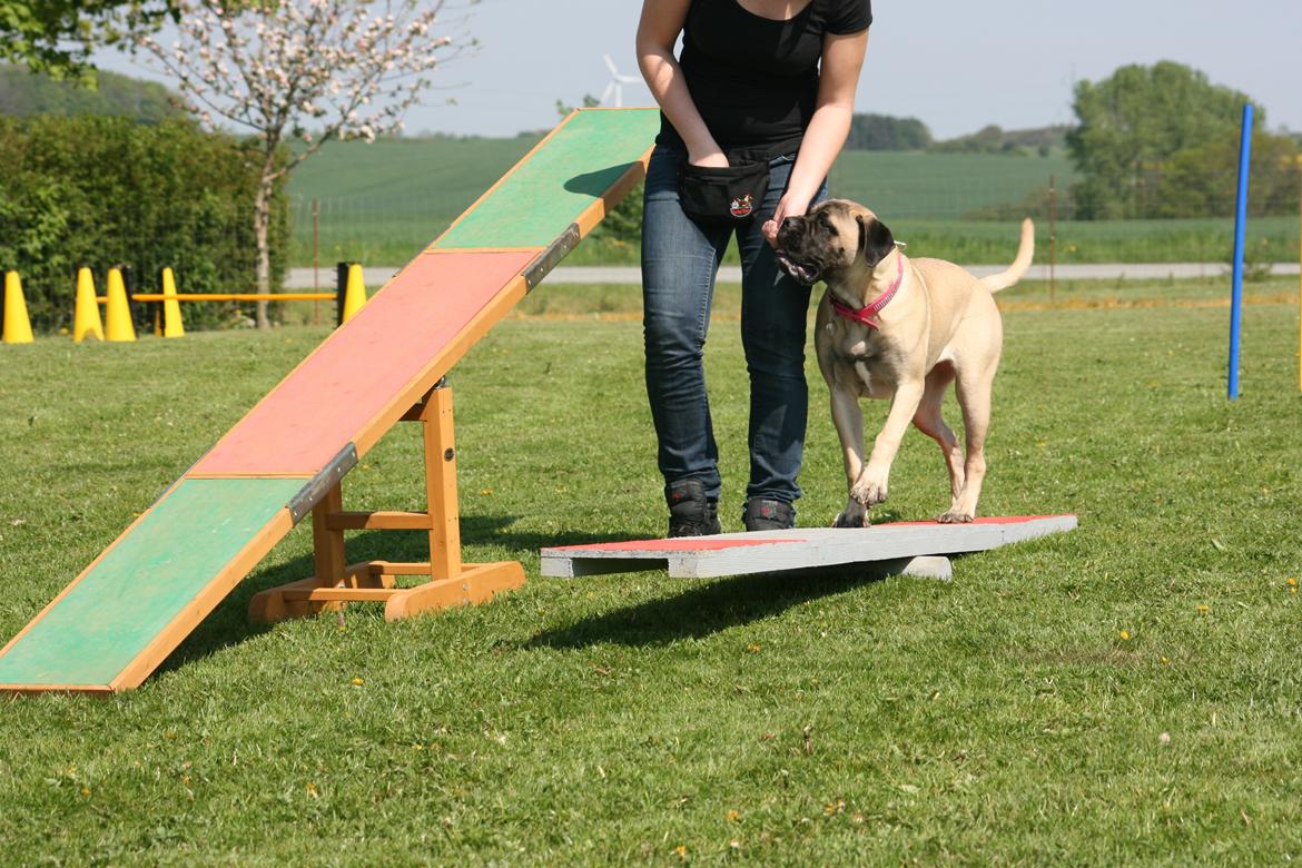 Bullmastiff Raya (Bullgrin's 'N Librrani No Mercy) - 7 mdr billede 9