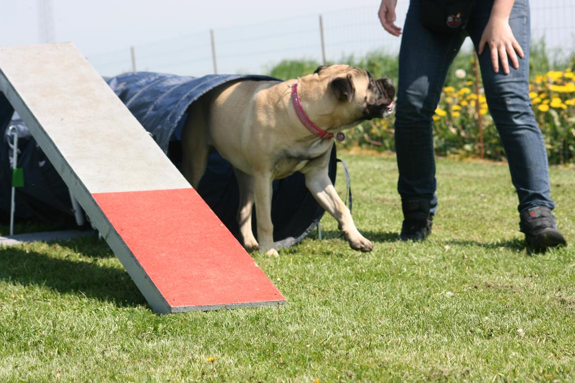 Bullmastiff Raya (Bullgrin's 'N Librrani No Mercy) - 7 mdr billede 15