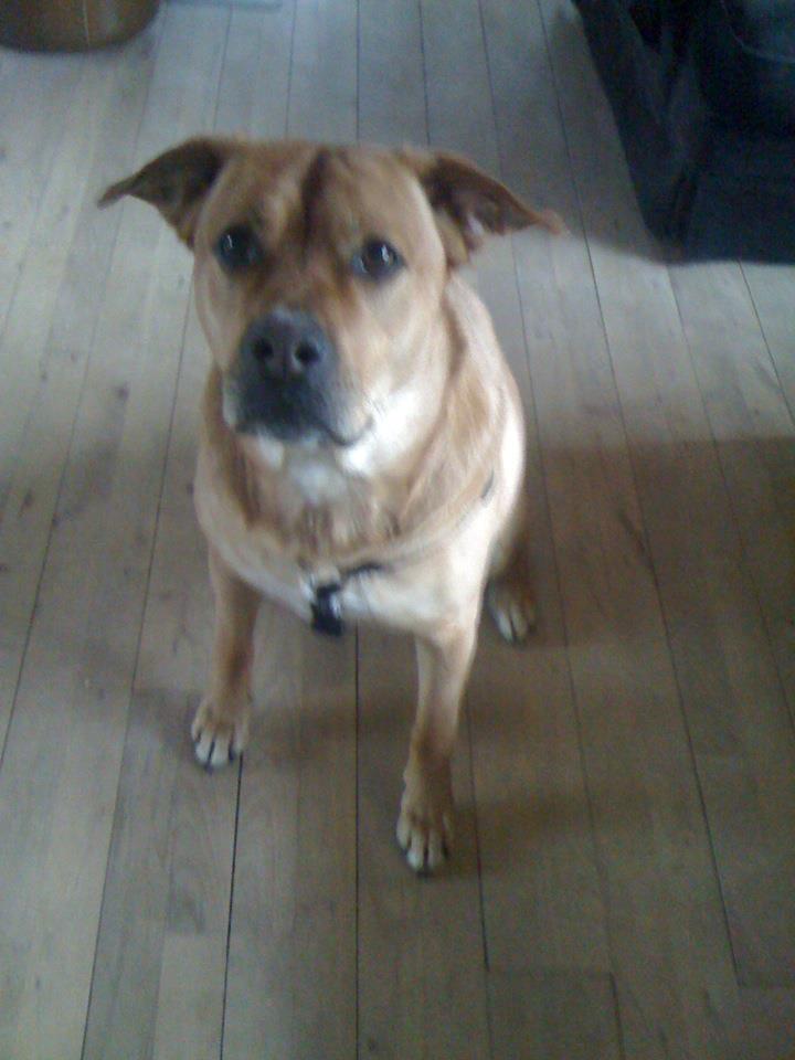 Blanding af racer aslan - Smukt xD billede 2