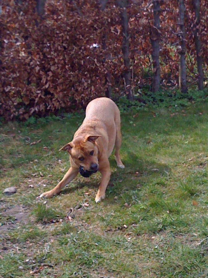 Blanding af racer aslan - En tur i kolonihaven xD billede 4