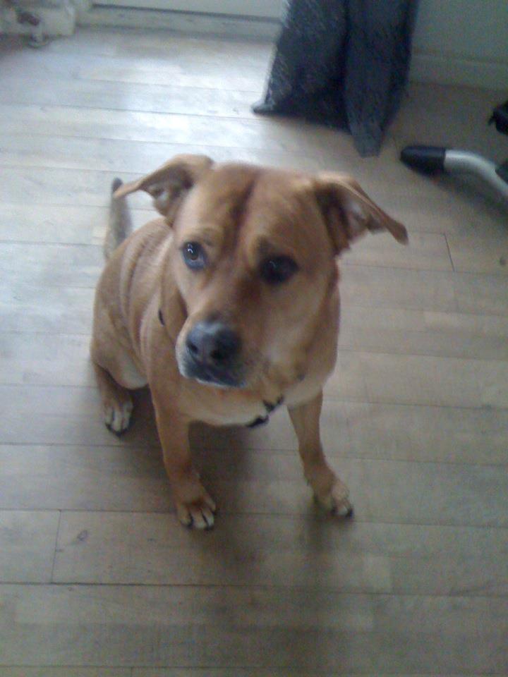 Blanding af racer aslan - Den smukke hund<3<3<3 billede 18