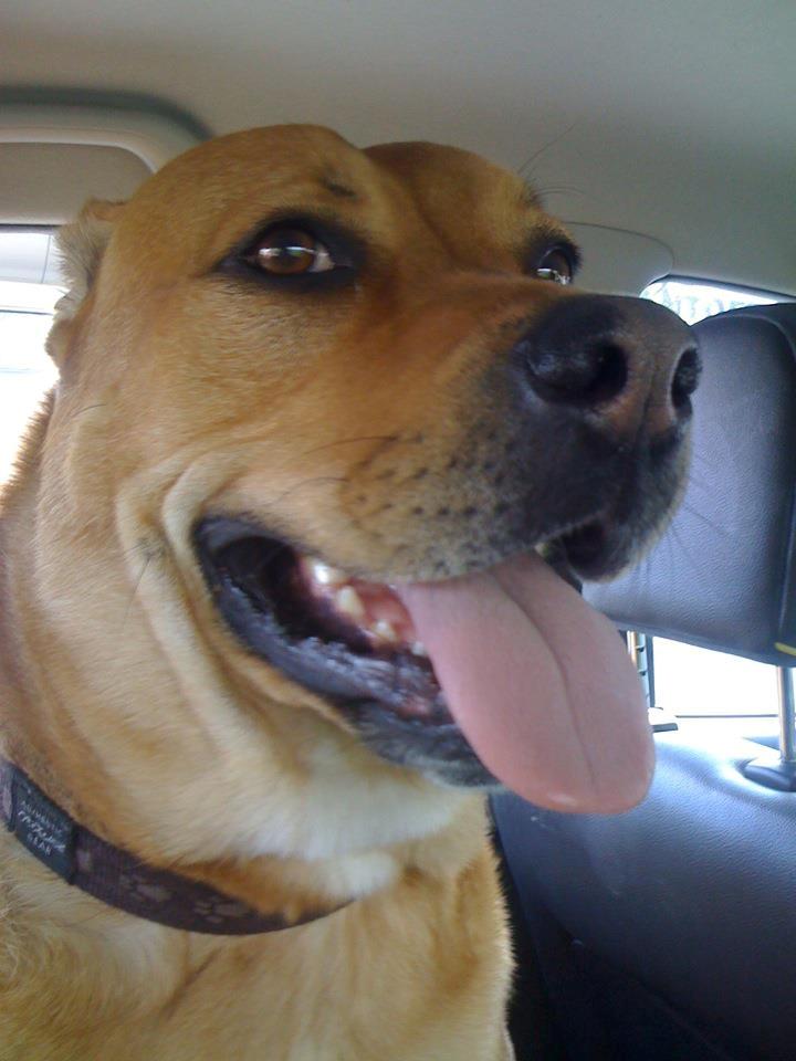 Blanding af racer aslan - Elsker den hund xD Aslan billede 19