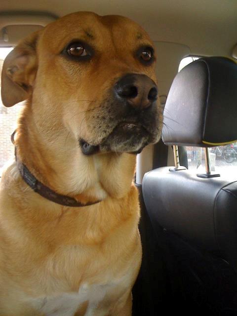 Blanding af racer aslan - Aslan i bilen billede 1