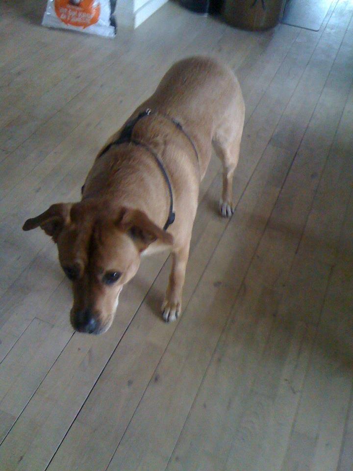 Blanding af racer aslan - . billede 20