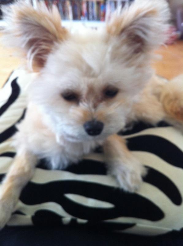 Blanding af racer Castell billede 10