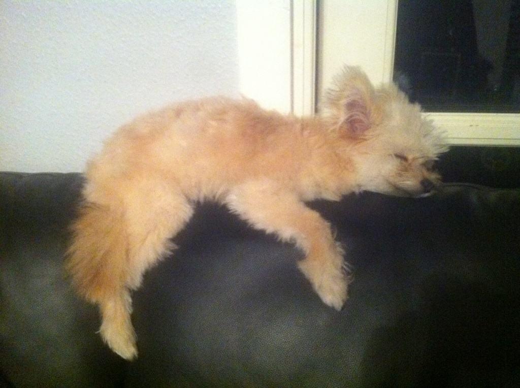 Blanding af racer Castell billede 11