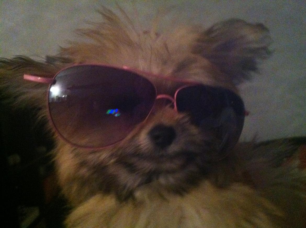 Blanding af racer Castell billede 12