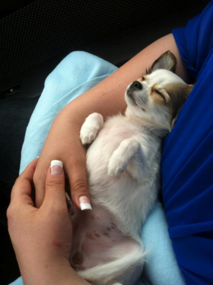 Chihuahua Blackstars Haley - 13 uger, på vej hjem i bilen :) billede 12