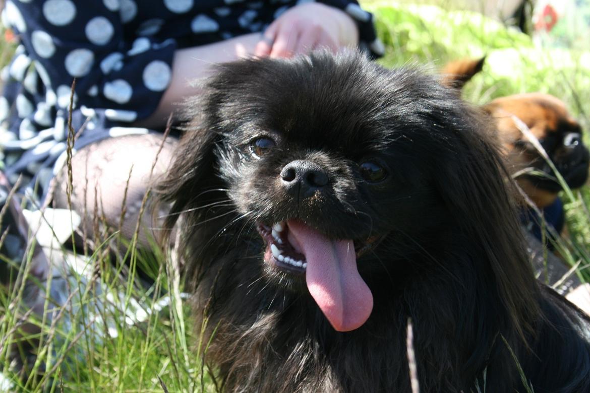 Pekingeser Milas (Elvis) - Årets første hundelegedag. VARMT! billede 1