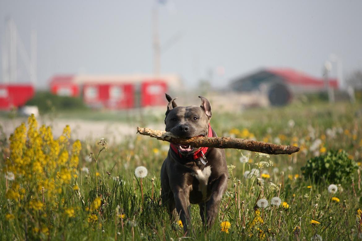 Amerikansk staffordshire terrier Maggie billede 1