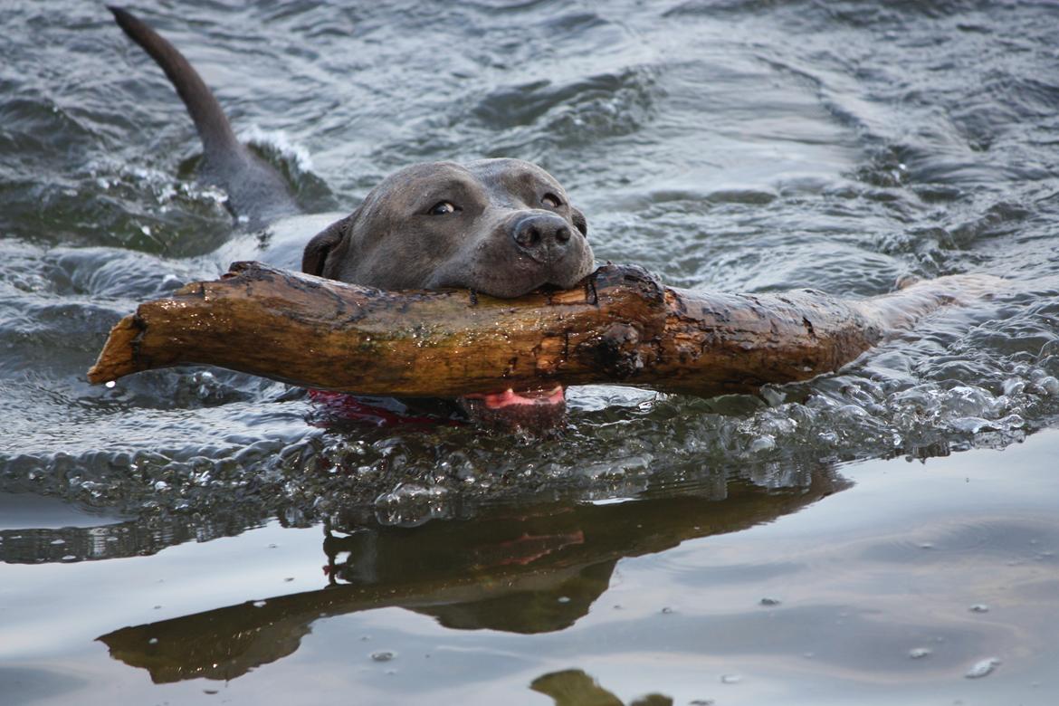 Amerikansk staffordshire terrier Maggie billede 19