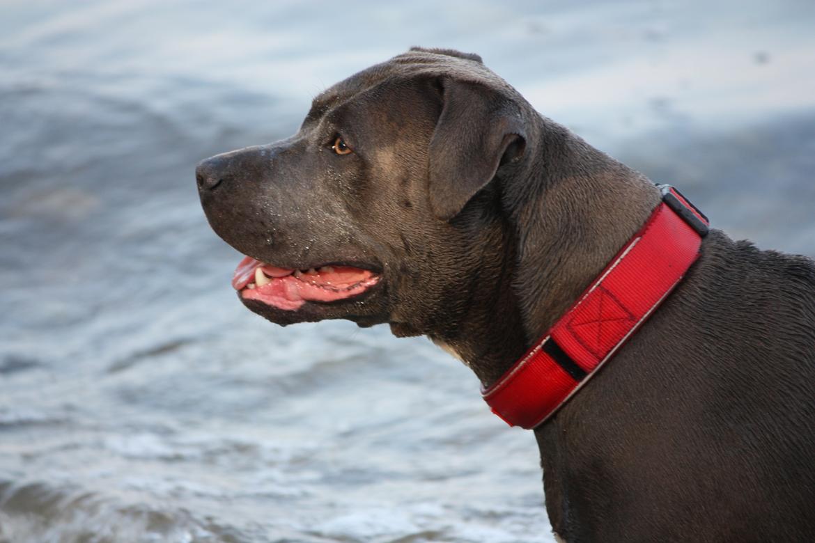 Amerikansk staffordshire terrier Maggie billede 20