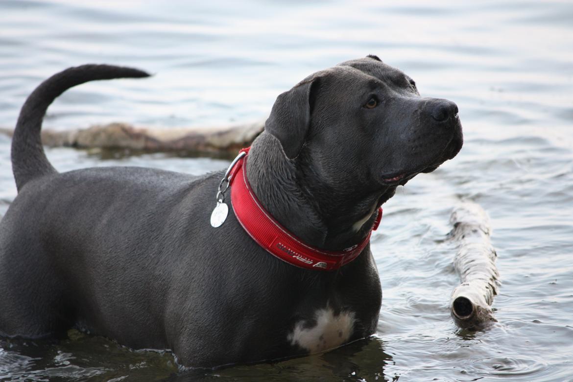 Amerikansk staffordshire terrier Maggie billede 2