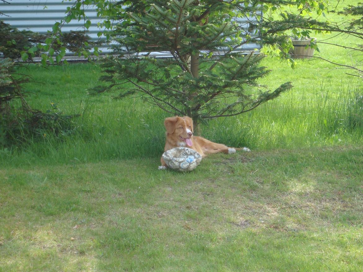 Nova scotia duck tolling retriever Redborn first Contact (Dixie) [Himmelhund] - 5½ måned billede 28