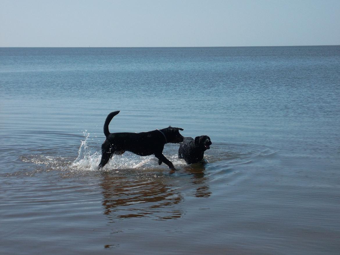 Blanding af racer Tyson (Rottweiler/Berner sennen) - Tyson & Taika 21-05-2012 billede 3