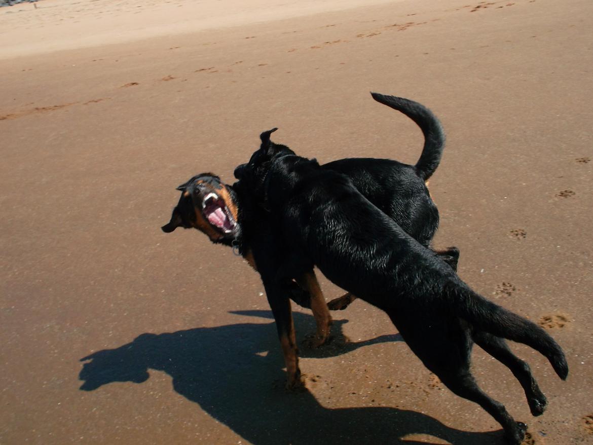 Blanding af racer Tyson (Rottweiler/Berner sennen) - Tyson & Taika 21-05-2012 billede 7