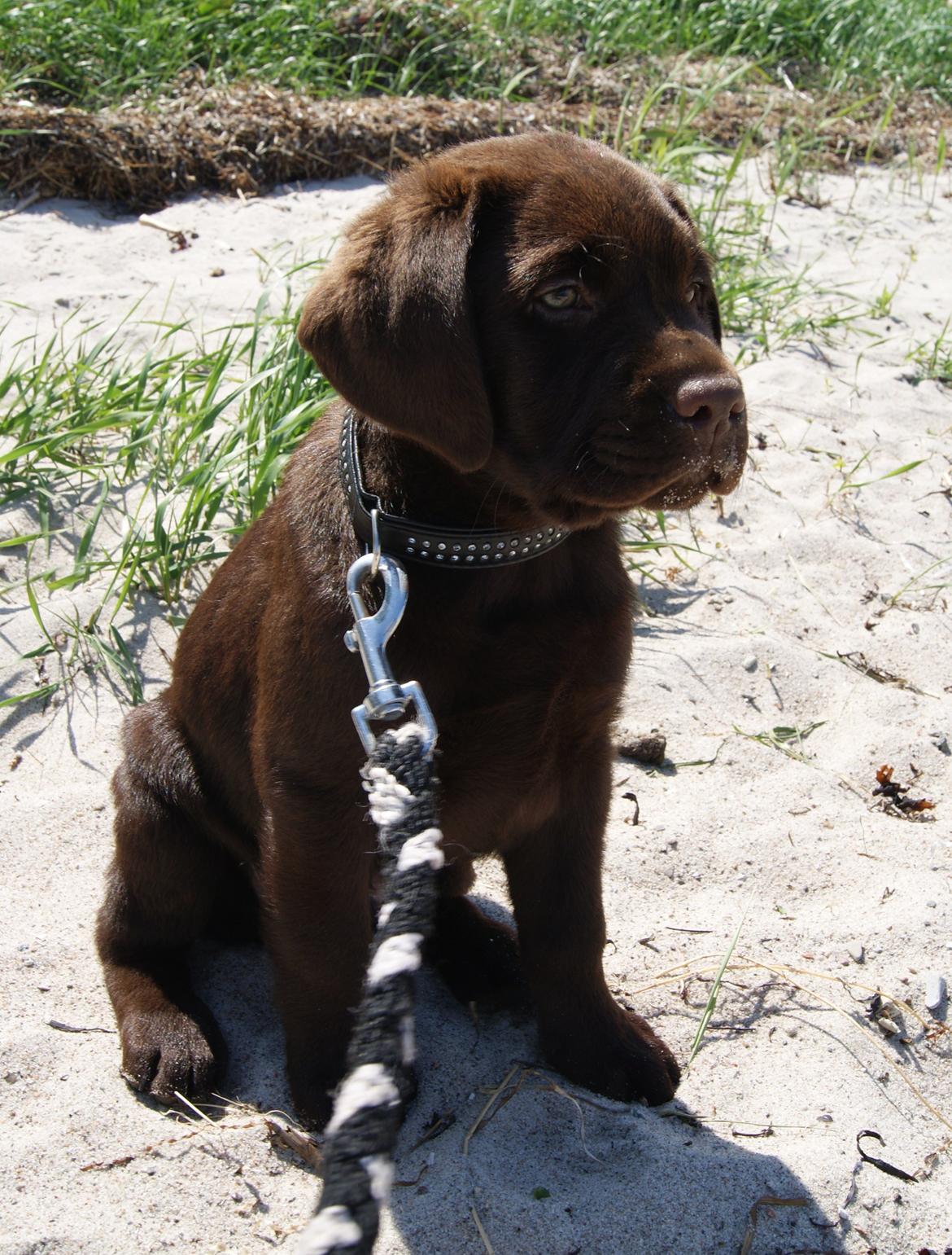 Labrador retriever Balou - 21/05-12 første gang på stranden :) billede 4