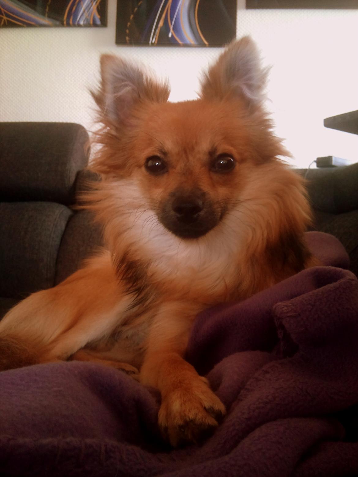 Blanding af racer Chihuahua/Pomeranian - Paco - Bassetrold <3 billede 2