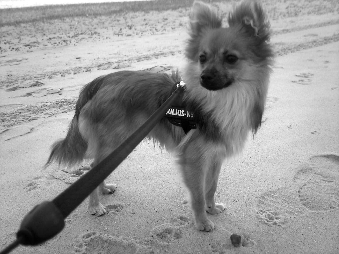 Blanding af racer Chihuahua/Pomeranian - Paco - Paco eeeelsker stranden! billede 5