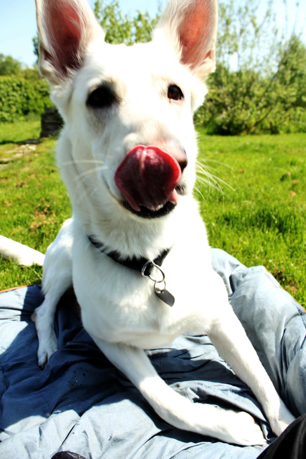 Hvid schæfer Jinx billede 10