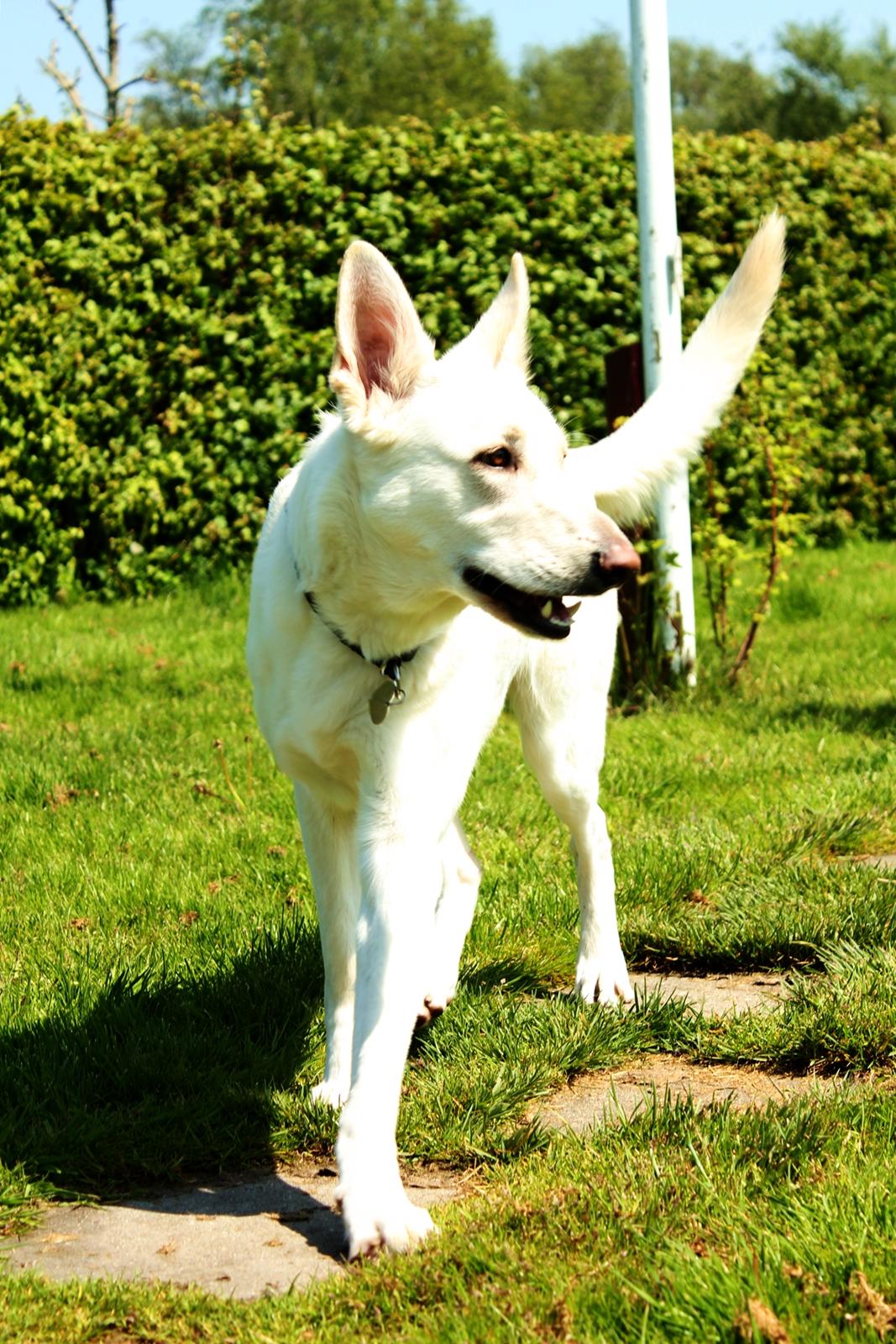 Hvid schæfer Jinx billede 11