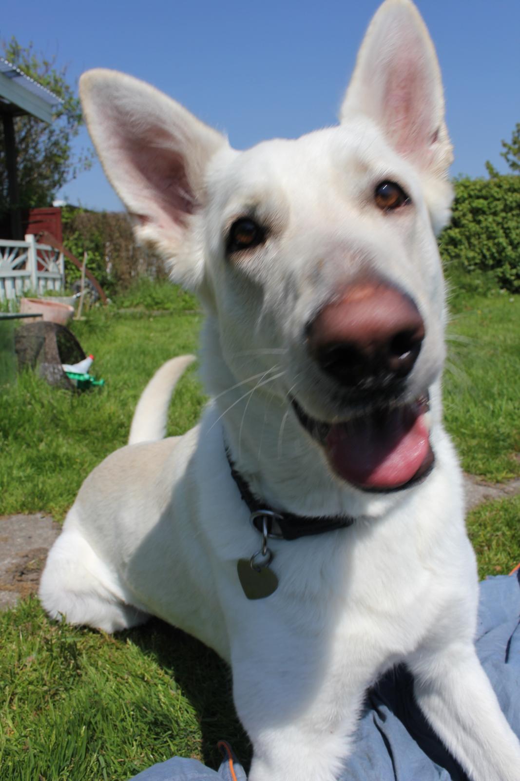 Hvid schæfer Jinx billede 12