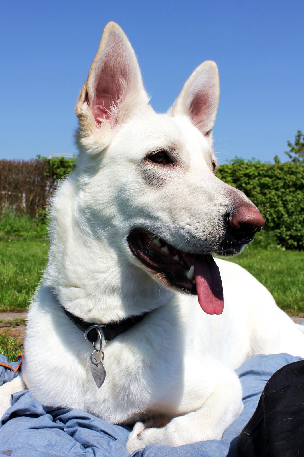 Hvid schæfer Jinx billede 13