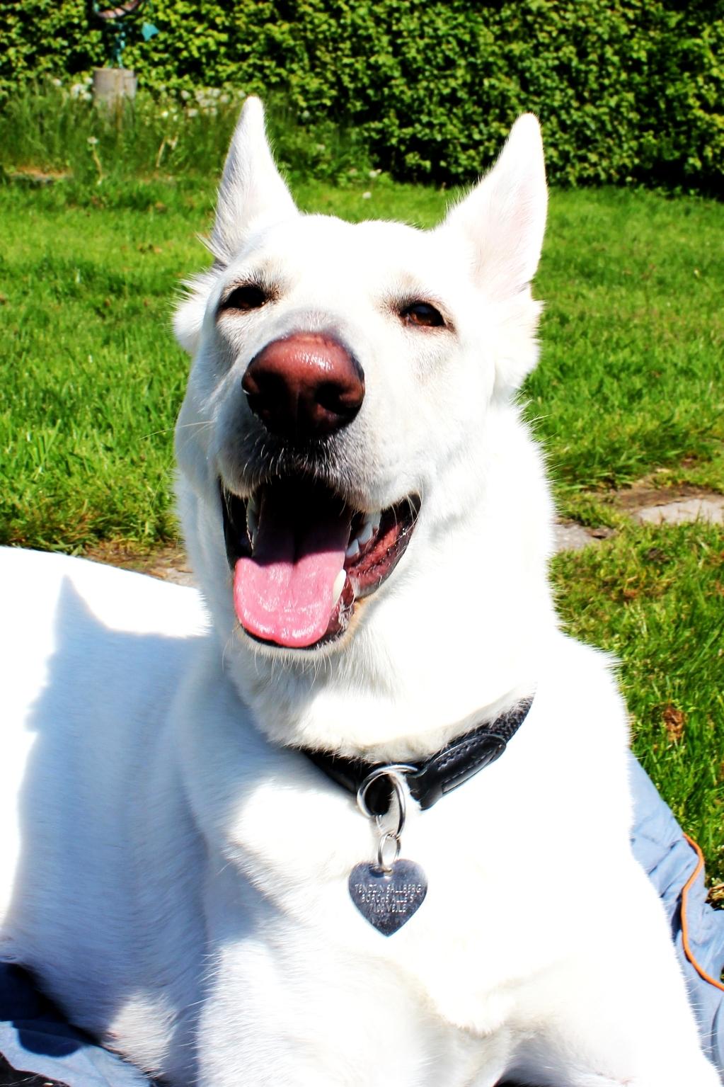 Hvid schæfer Jinx billede 14