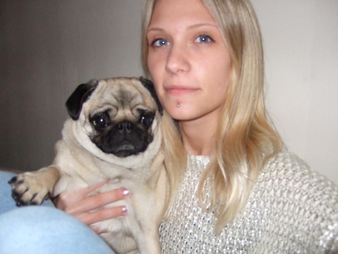 Mops Mocca billede 7