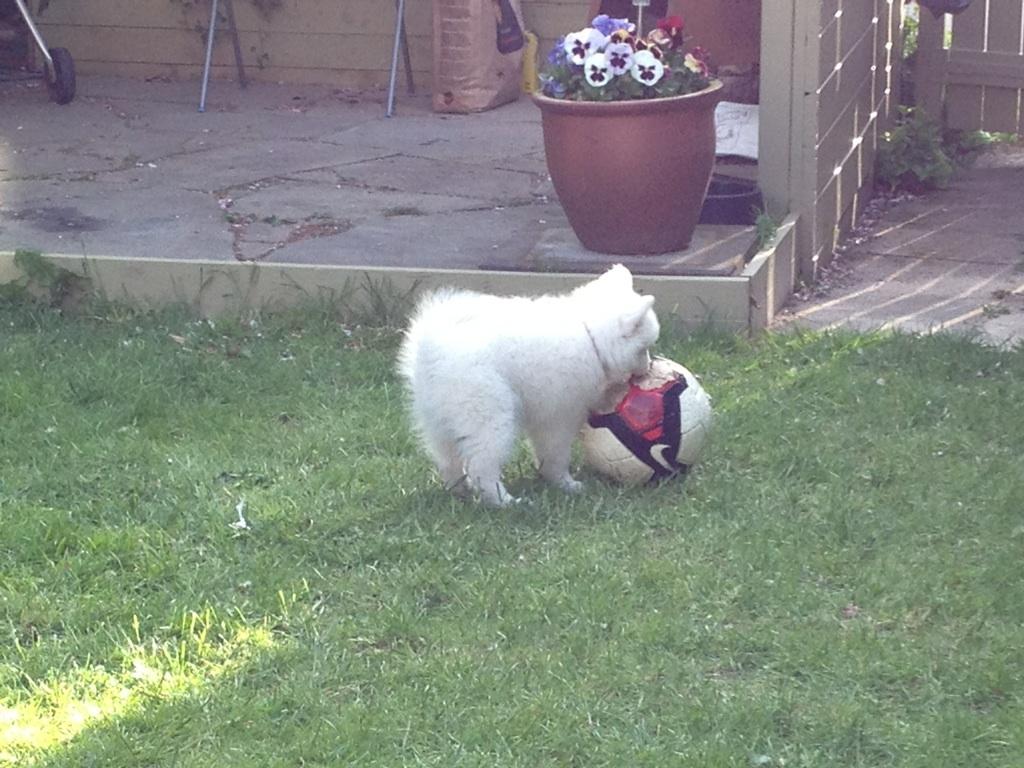 Japansk spids PIQU billede 1