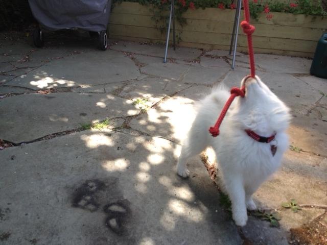 Japansk spids PIQU billede 2