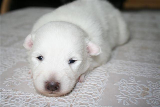 Japansk spids PIQU billede 3