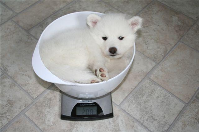 Japansk spids PIQU billede 4