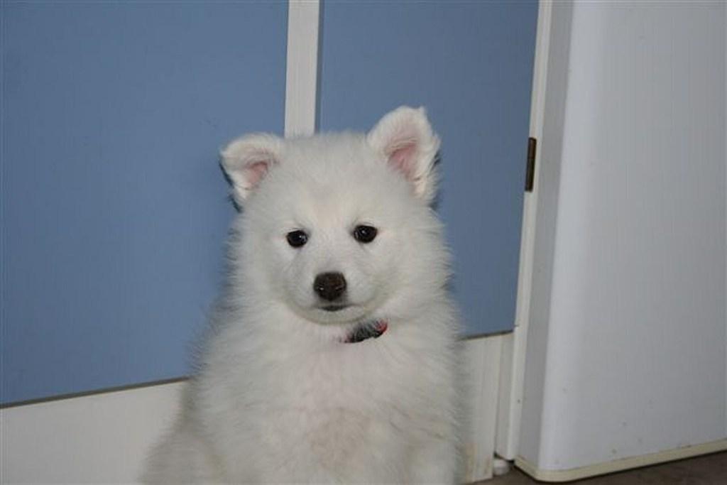 Japansk spids PIQU billede 5