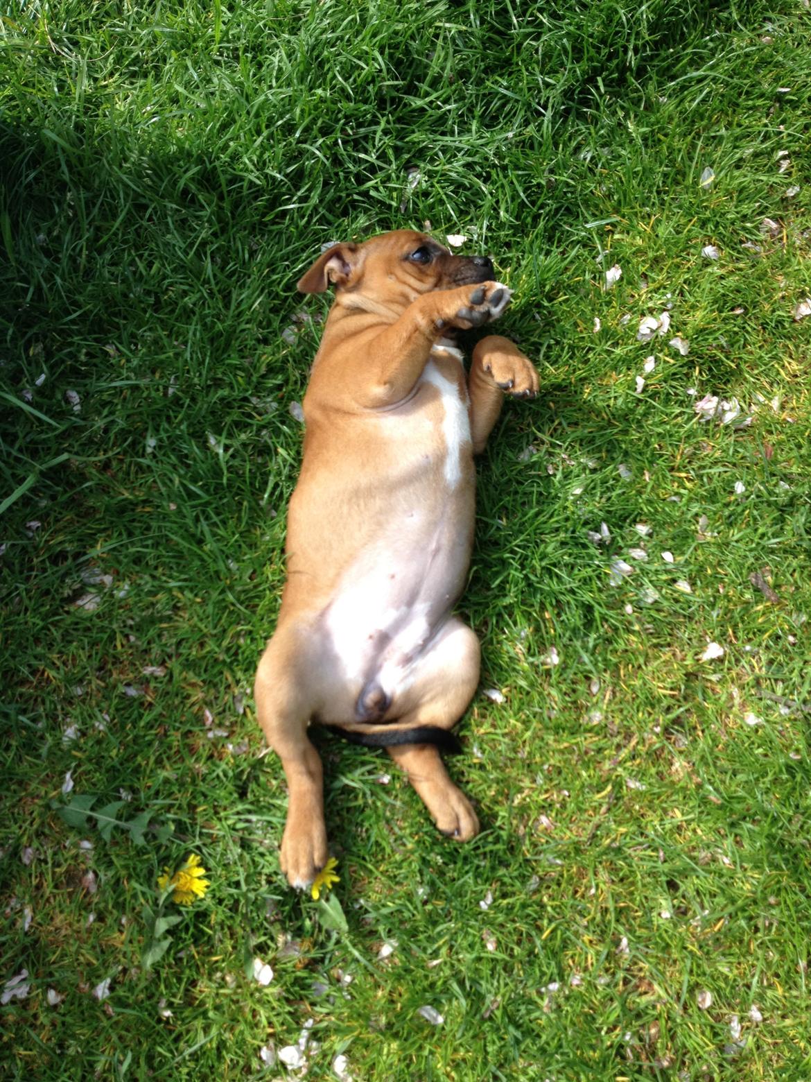 Staffordshire bull terrier Belila chira ( idaglig tale mika ) billede 1