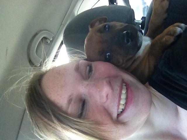 Staffordshire bull terrier Belila chira ( idaglig tale mika ) billede 2