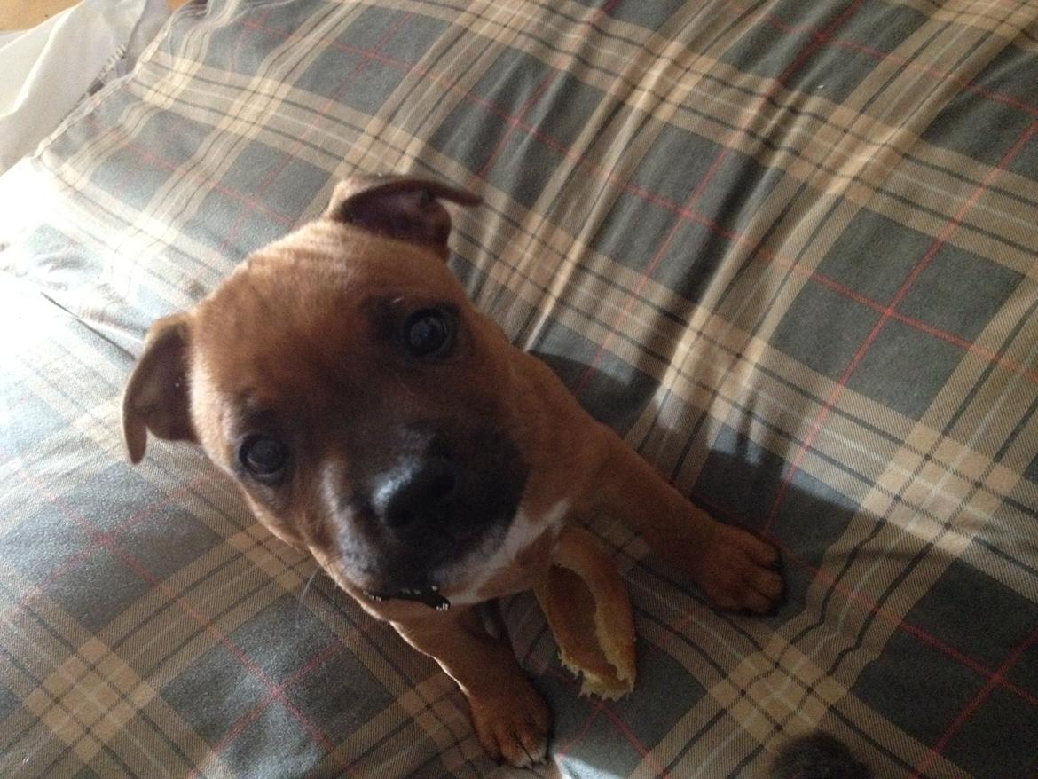 Staffordshire bull terrier Belila chira ( idaglig tale mika ) billede 3