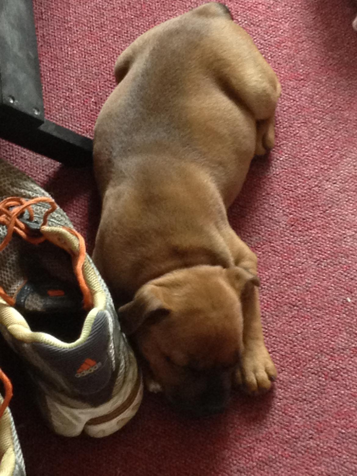 Staffordshire bull terrier Belila chira ( idaglig tale mika ) - Meget træt efter en lang dag med mange nye oplevelser billede 4