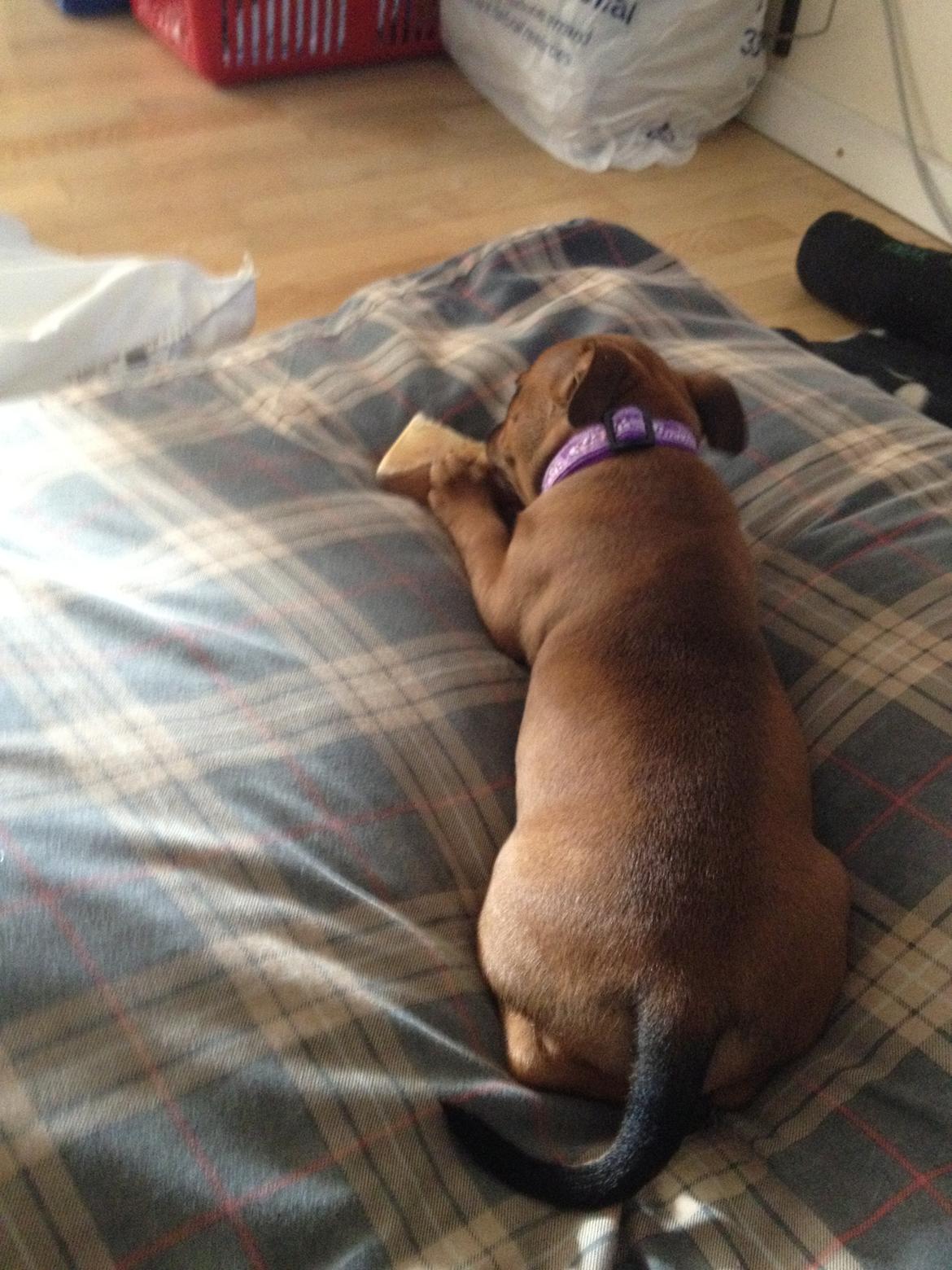 Staffordshire bull terrier Belila chira ( idaglig tale mika ) billede 5