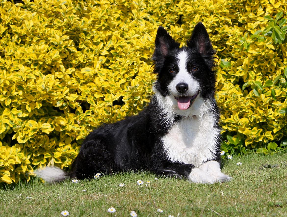 Border collie Daisy - 13 år billede 3