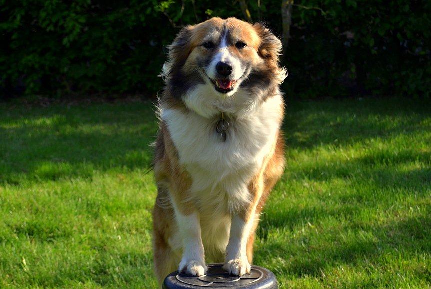 Islandsk fårehund Menja - Har hurtigt lært hende at blive stående med forpoterne på en spand. :D
Og det gør hun da med et kæmpe smil. :) billede 1