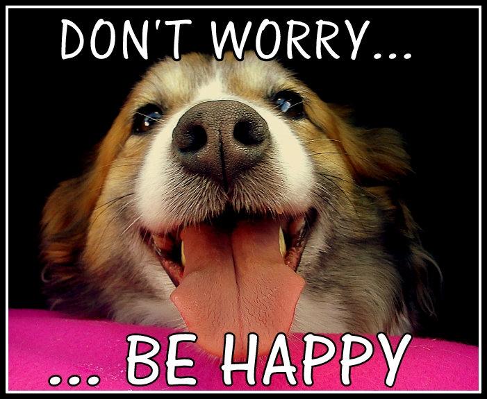 Islandsk fårehund Menja - Don't worry... Be happy! billede 6