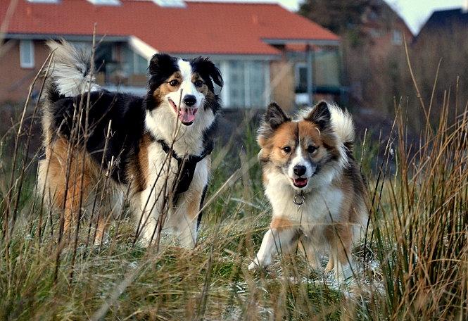 Islandsk fårehund Menja - Menja og Minnie. :) billede 3