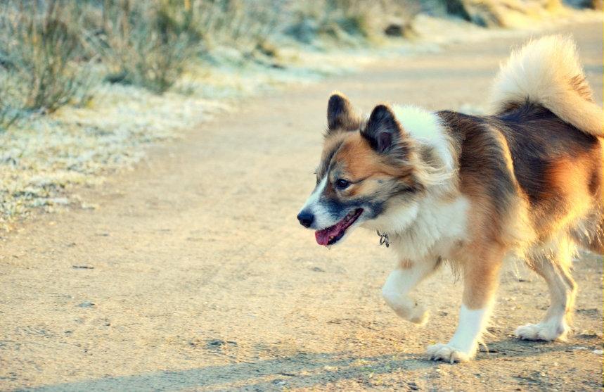 Islandsk fårehund Menja billede 5