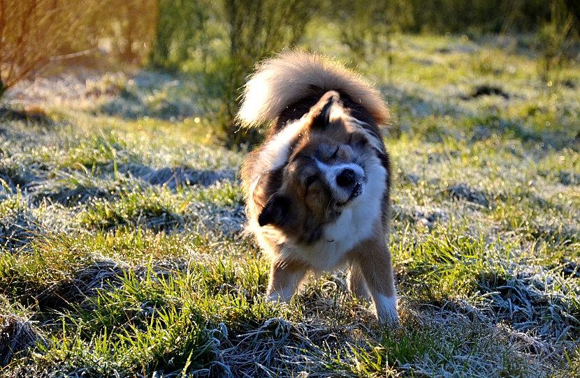 Islandsk fårehund Menja billede 7