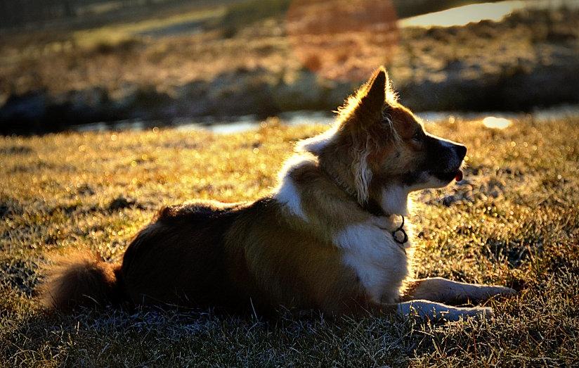 Islandsk fårehund Menja billede 8