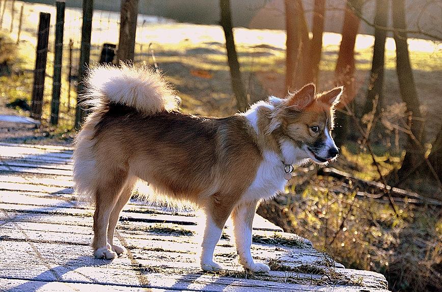 Islandsk fårehund Menja billede 2